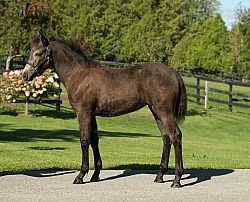 Connemara Filly Conformation, Century Hill's Hazy Pearl