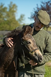 Connemara Filly Getting a Halter put on , Century Hill s Pearl