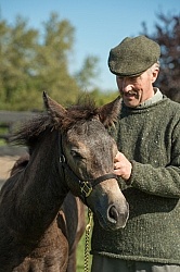 Connemara Filly Getting a Halter put on , Century Hill's Pearl