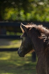 Connemara Filly Portrait ,Century Hill s Pearl
