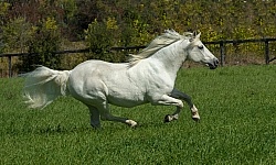 Connemara Mare Free Running Horizontal ,Century Hill's Maid IN Realta,