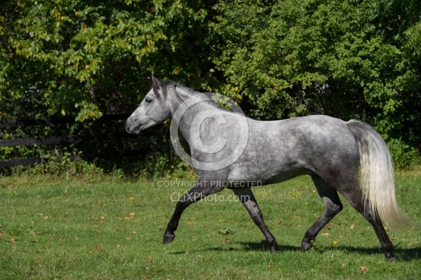 Connemara Free Running, Century Hill's Hazy Westleigh
