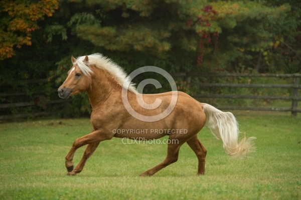 Connemara Stallion Free Running, Century Hill's Gold Not Silver