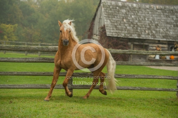 Connemara Stallion Free Running, Century Hill's Gold Not Silver
