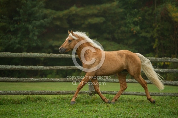 Connemara Stallion Free Running, Century Hill's Gold Not Silver