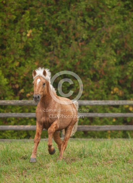 Connemara Stallion Free Running Vertical, Century Hill's Gold Not Silver