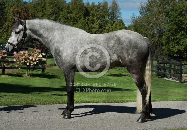 Connemara Conformation, Century Hill's Hazy Weastleigh