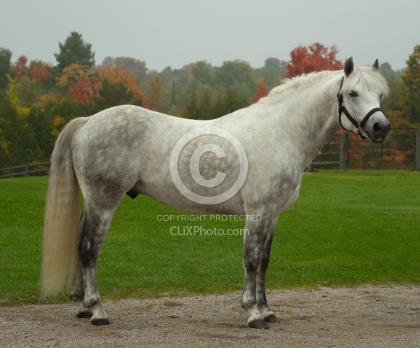 Connemara Stallion Conformation, Kippure Cara of Century Hill Fa