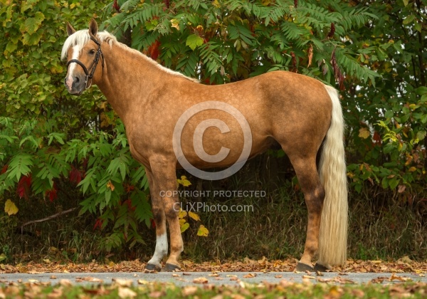 Connemara Stallion Conformation, Get Smart of Jump 4 Joy Training Centre
