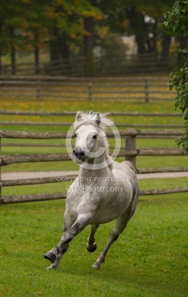 Connemara Stallion Free Runninhg Vertical  Kippure Cara, Century