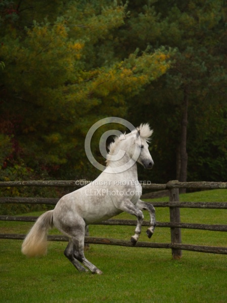 Connemara Stallion Free Runninhg Vertical  Kippure Cara, Century