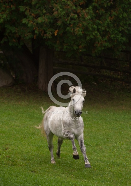 Connemara Stallion Free Runninhg Vertical  Kippure Cara, Century