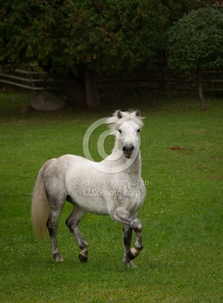 Connemara Stallion Free Runninhg Vertical  Kippure Cara, Century