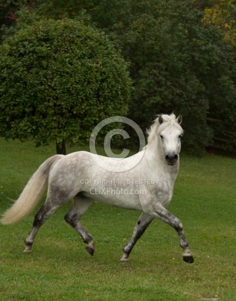 Connemara Stallion Free Runninhg Vertical  Kippure Cara, Century