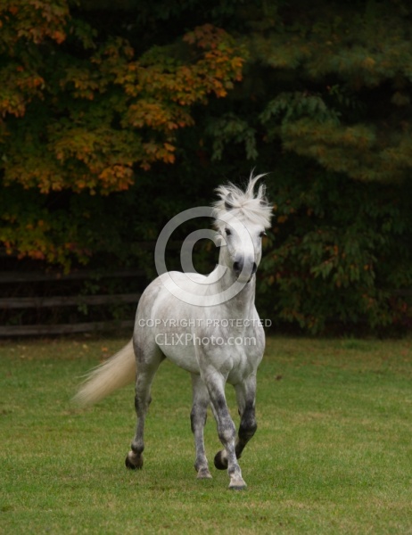 Connemara Stallion Free Runninhg Vertical  Kippure Cara, Century
