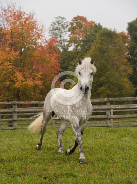 Connemara Stallion Free Runninhg Vertical  Kippure Cara, Century