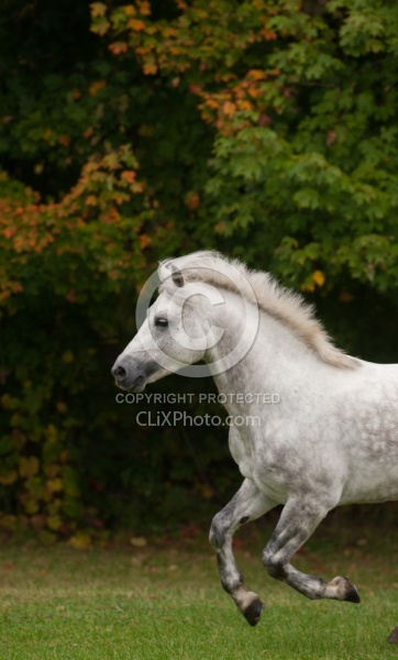 Connemara Stallion Free Running Vertical, Kippure Cara, Century
