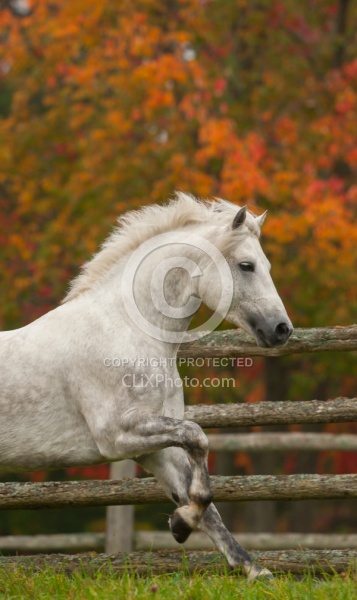 Connemara Stallion Free Running Vertical, Kippure Cara, Century
