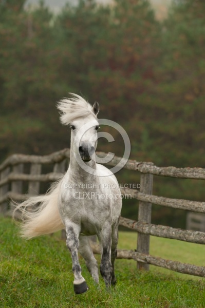 Connemara Stallion Free Running Vertical, Kippure Cara, Century