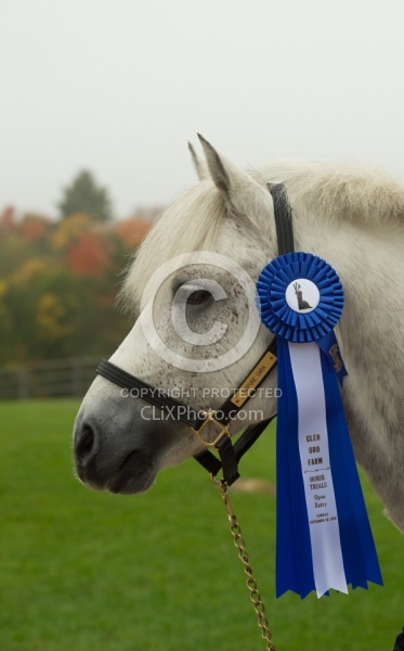 Connemara Stallion Portrait, Kippure Cara, Century Hill Farm
