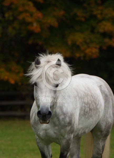 Connemara Stallion Portrait, Kippure Cara, Century Hill Farm