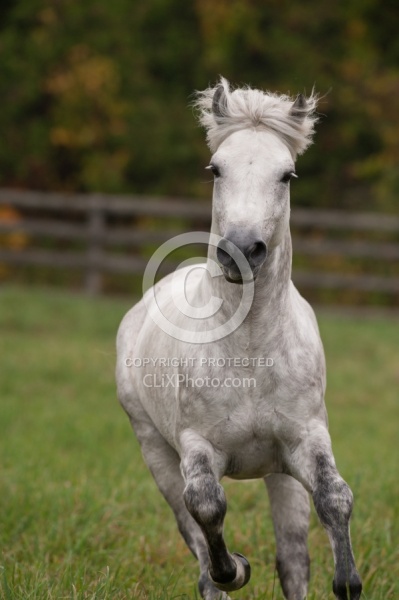Connemara Stallion Portrait, Kippure Cara, Century Hill Farm