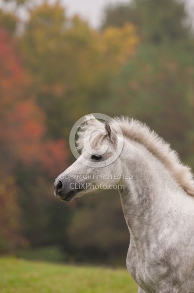 Connemara Stallion Portrait, Kippure Cara, Century Hill Farm