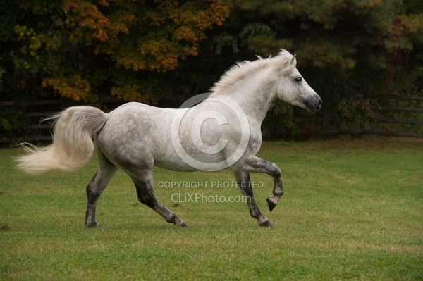 Connemara Stallion Free Running Horizontal, Kippure Cara, Centur