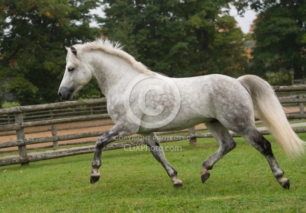 Connemara Stallion Free Running Horizontal, Kippure Cara, Centur