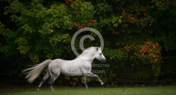 Connemara Stallion Free Running Horizontal, Kippure Cara, Centur