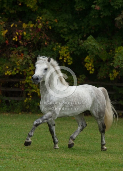 Connemara Stallion Free Running Horizontal, Kippure Cara, Centur