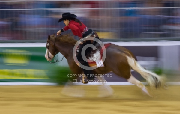 Cira Baeck BEL and Colonels Shining Gun WEG 2014 Normandy