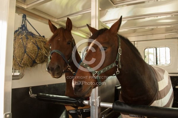 Horse in the Trailer