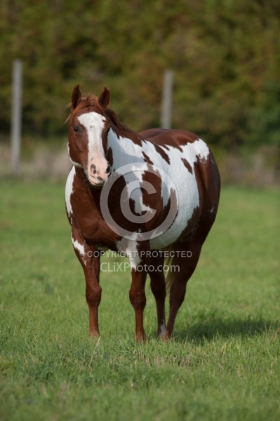 Paints Overweight Horse
