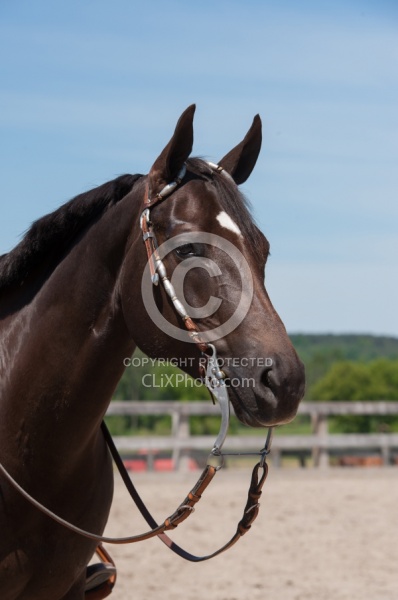Western Bridle with Bit