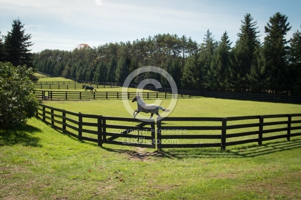 Fencing and Paddocks Wood Fencing and Paddocks