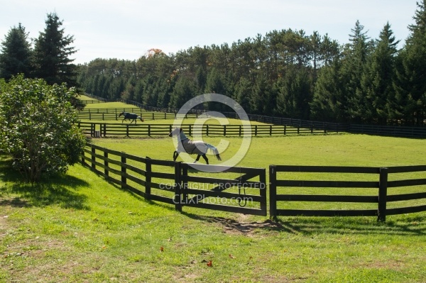 Fencing and Paddocks Wood Fencing and Paddocks
