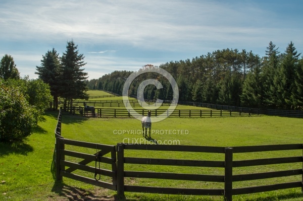 Fencing and Paddocks Wood Fencing and Paddocks