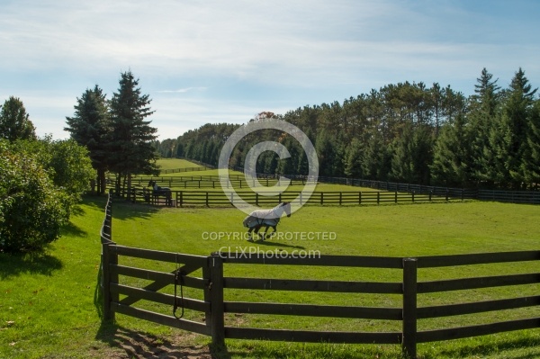 Fencing and Paddocks Wood Fencing and Paddocks