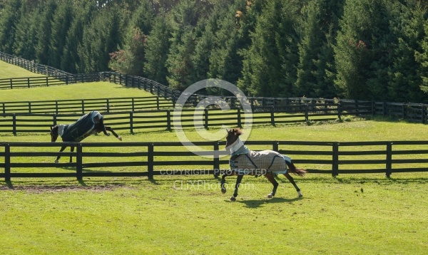 Fencing and Paddocks Wood Fencing and Paddocks