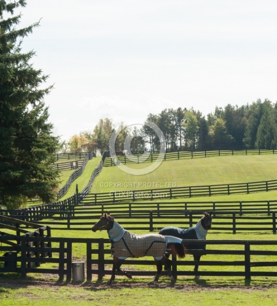 Fencing and Paddocks Wood Fencing and Paddocks