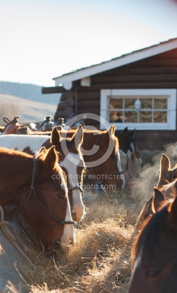 Dusty Hay