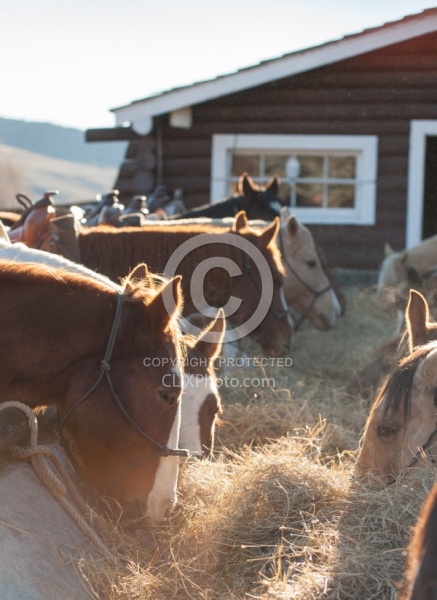 Dusty Hay