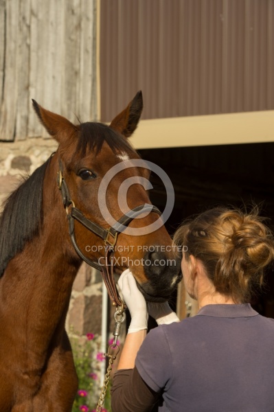 Vet Checking Teeth