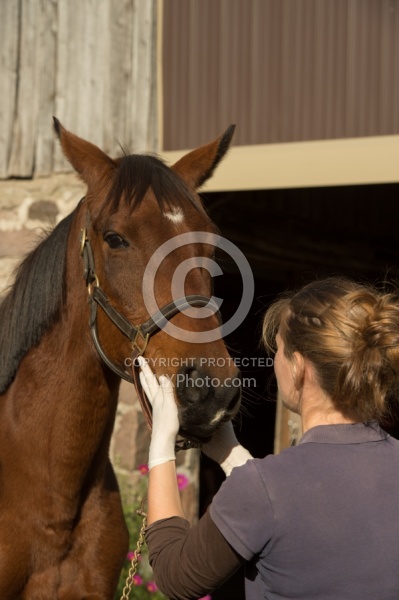 Vet Checking Teeth