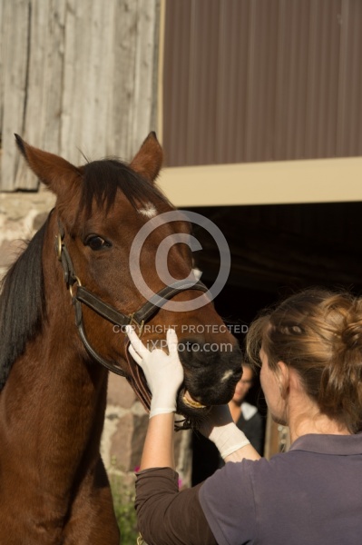 Vet Checking Teeth