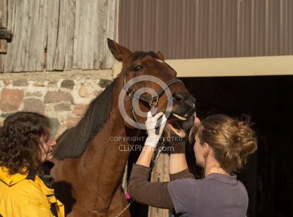 Vet Checking Teeth