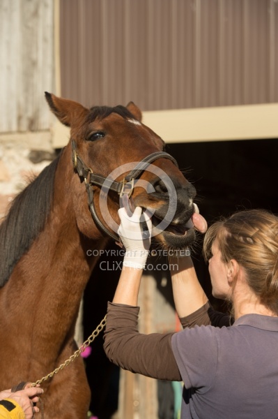 Vet Checking Teeth