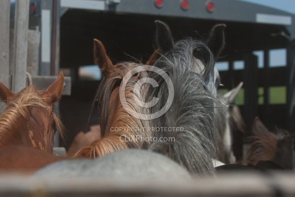 Horses Being Loaded into a Stock Trailer