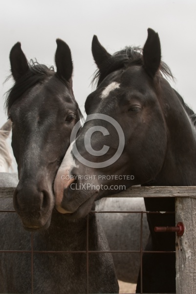Wire and Wood Fencing